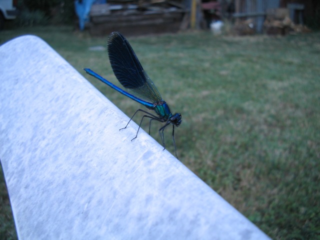 Platycnemis pennipes e Calopteryx splendens